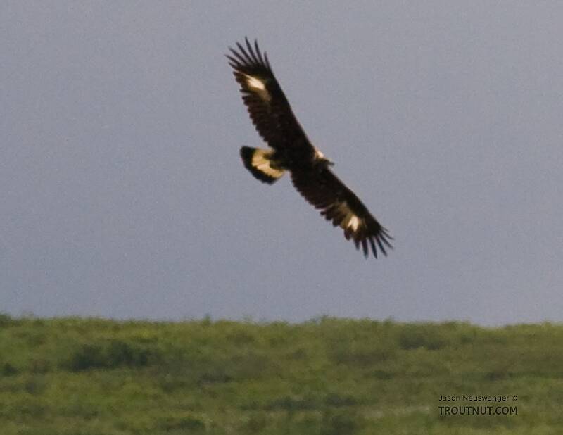This golden eagle is soaring through Denali National Park.

From Denali National Park in Alaska