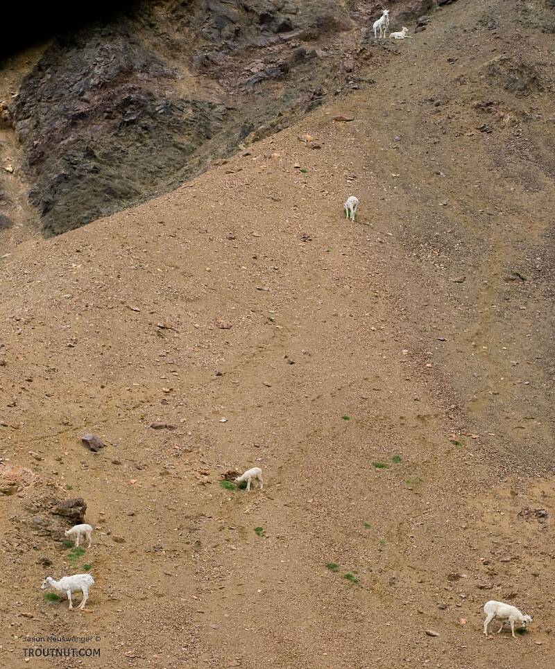 Dall Sheep in Denali National Park.

From Denali National Park in Alaska