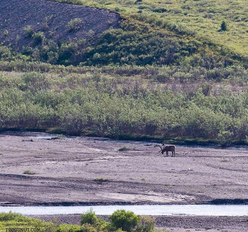 A large caribou walks through the bed of a glacial river in Denali National Park.

From Denali National Park in Alaska