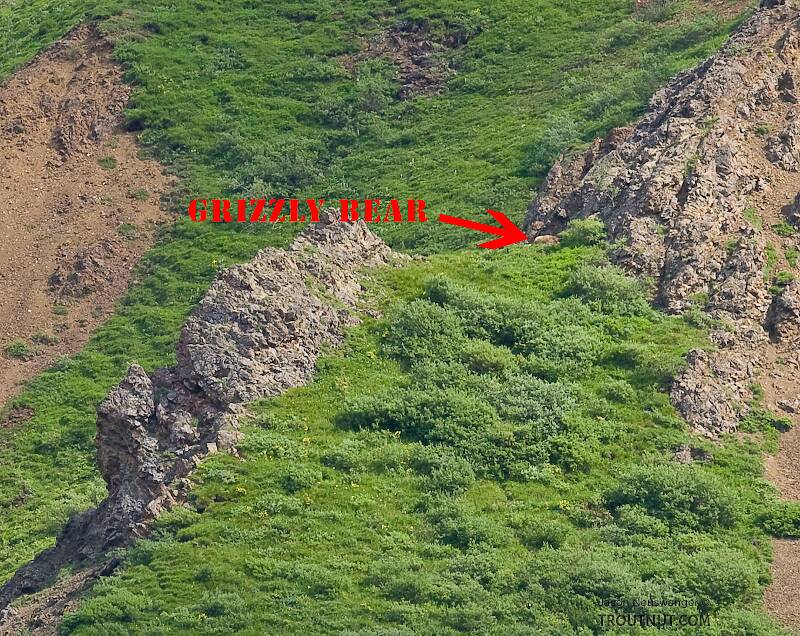 In this "close up" of a grizzly bear laying down on an alpine hillside in Denali National Park, you can almost tell it's a bear.

From Denali National Park in Alaska
