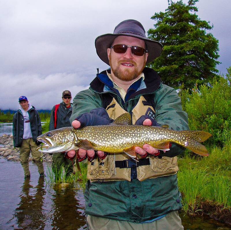 This is my first-ever lake trout, caught on a spinner before we stopped to unpack the fly rods near the beginning of a 4-day float trip.  I caught another of about the same size soon thereafter.  The coloration is incredible compared to other lakers I've seen -- a much more believable cousin to the brook trout.