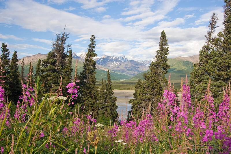 The Fireweed here grows thick along many roadsides in Alaska, including the Richardson Highway here with a view of the glacial Delta River and the Alaska Range.

From the Delta River in Alaska