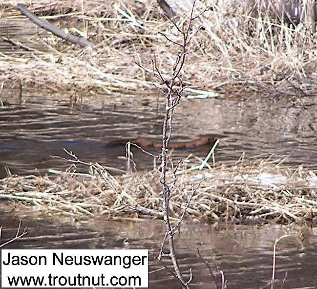 A large mink swims around a trout stream in early spring.