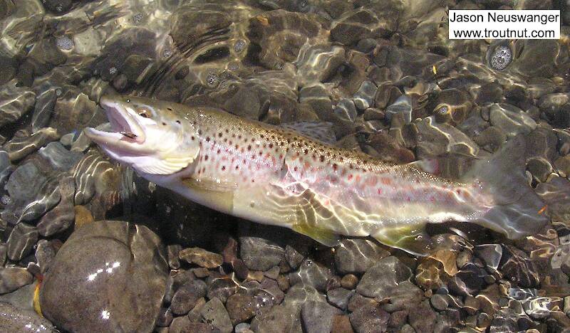 This 15" brown trout took a small emergent sparkle pupa on a large Catskill river.