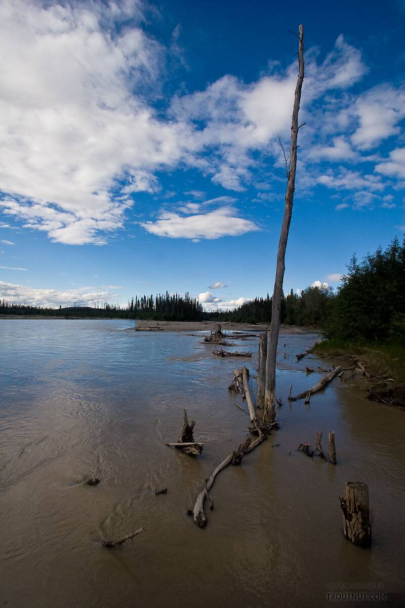 This is the glacial Tanana river, a major Yukon tributary.  The water is so opaque with glacial silt that you can't see half an inch into it.

From the Tanana River in Alaska