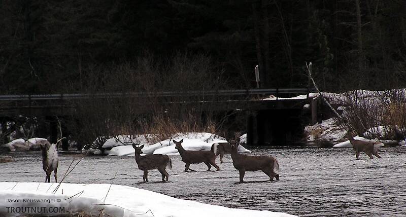 Several whitetail deer cross the river in front of me in the middle of winter.