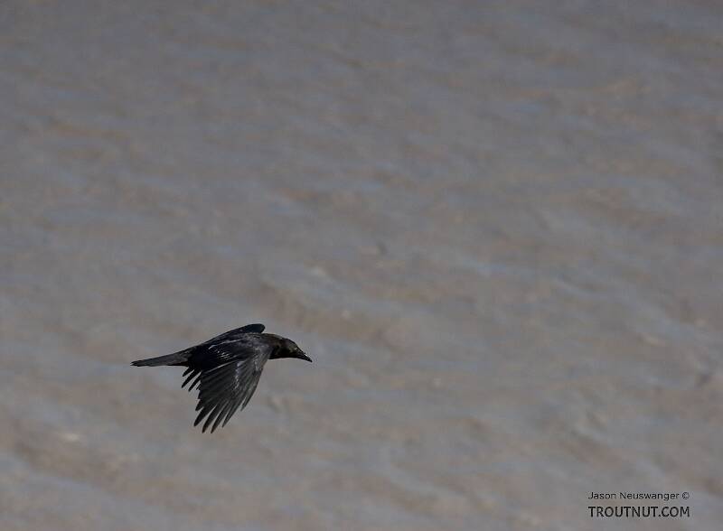 A raven flies over the Copper River.

From the Copper River in Alaska