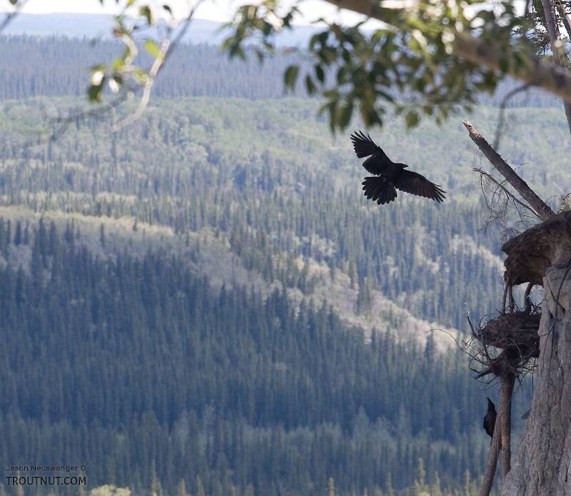 A raven returns to its cliff-side nest along the Copper River.

From the Copper River in Alaska