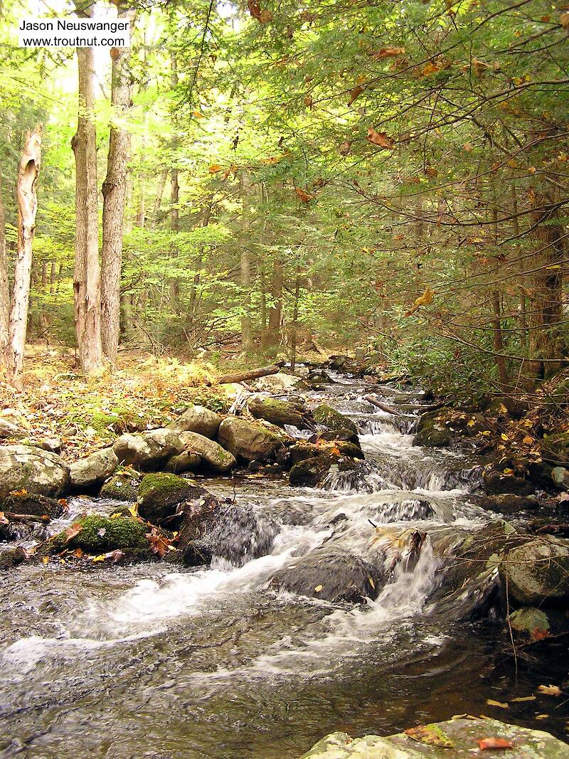 I love the look of this tiny wilderness stream in the Catskills.  It hasn't cut any sort of stream channel down into the ground.  Instead, it just bubbles down over the boulders on the surface of a hill.

From Mullet Brook in New York