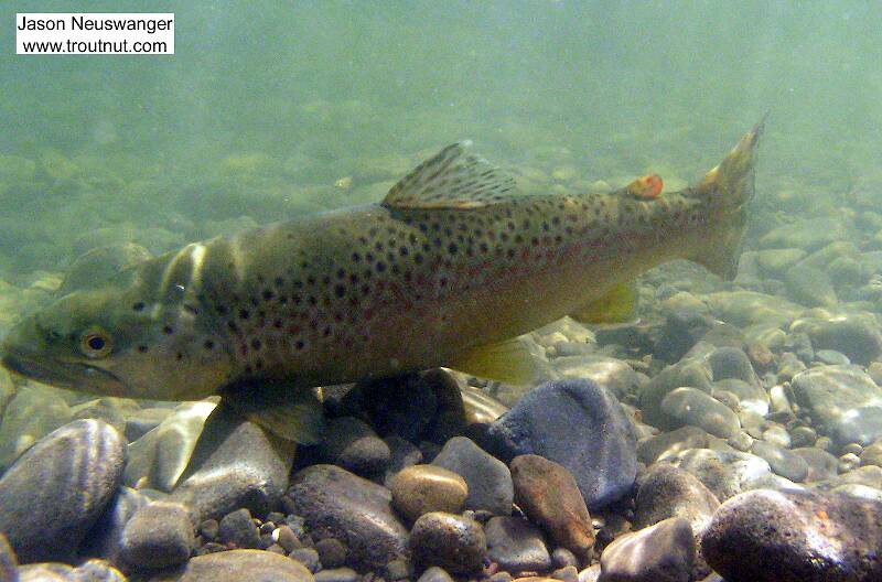 Here's an underwater post-release picture of a 15" brown trout I caught in a clear Catskill river.