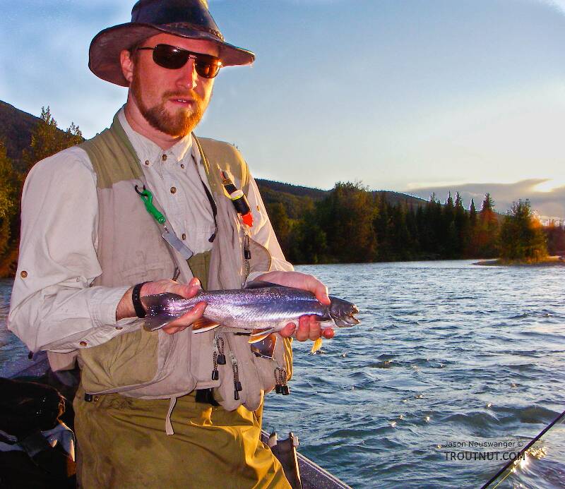 Troutnut's first Dolly Varden!  Not a big one by Kenai River standards, but exciting nonetheless.