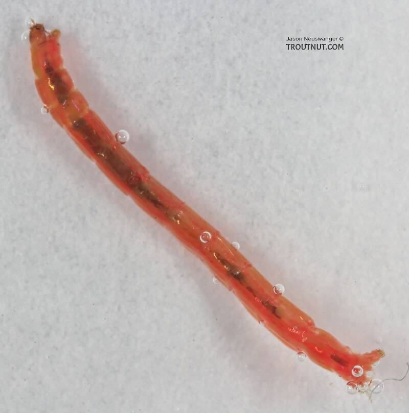 Lateral view of a Chironomidae (Midge) True Fly Larva from Cascadilla Creek in New York