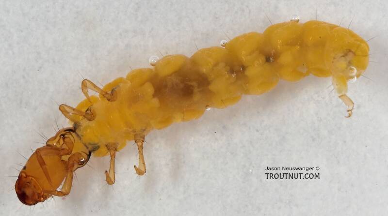 Ventral view of a Philopotamidae Caddisfly Larva from Cascadilla Creek in New York