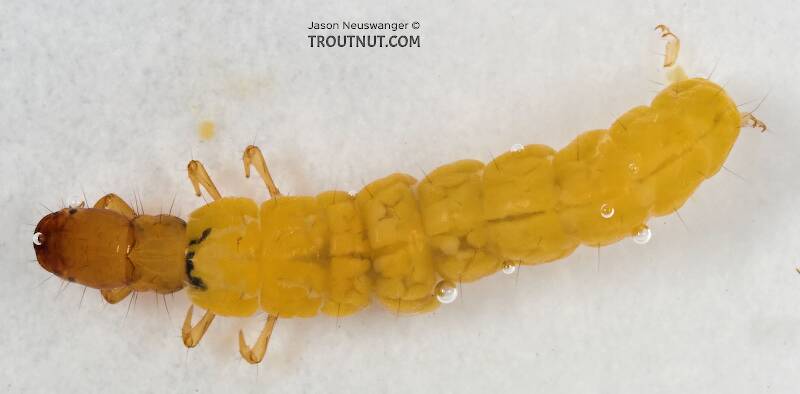 Dorsal view of a Philopotamidae Caddisfly Larva from Cascadilla Creek in New York