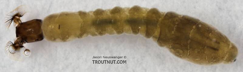 Dorsal view of a Simuliidae (Black Fly) True Fly Larva from Cascadilla Creek in New York