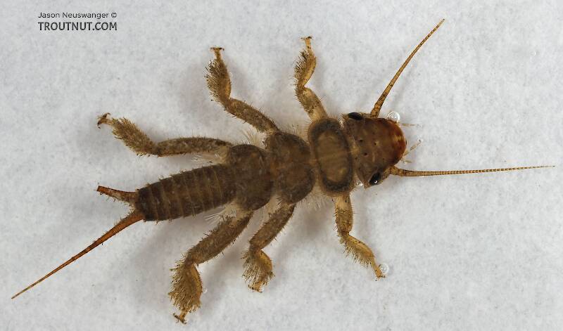 Dorsal view of a Paragnetina media (Perlidae) (Embossed Stonefly) Stonefly Nymph from Cascadilla Creek in New York