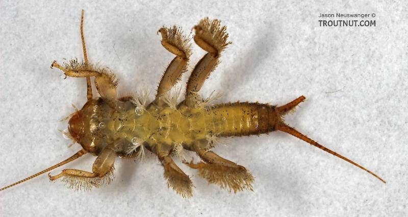 Ventral view of a Paragnetina media (Perlidae) (Embossed Stonefly) Stonefly Nymph from Cascadilla Creek in New York