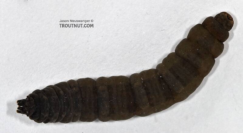 Dorsal view of a Tipulidae (Crane Fly) True Fly Larva from Cascadilla Creek in New York