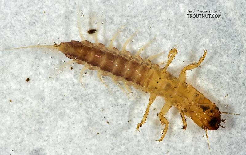 Ventral view of a Sialis (Sialidae) Alderfly Larva from Cascadilla Creek in New York