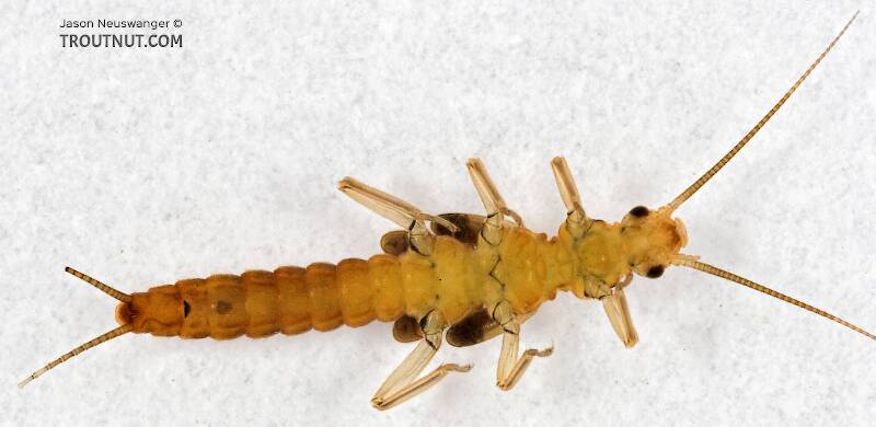 Ventral view of a Capniidae (Snowfly) Stonefly Nymph from Cascadilla Creek in New York