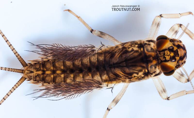 Leptophlebia cupida (Leptophlebiidae) (Black Quill) Mayfly Nymph from Fall Creek in New York