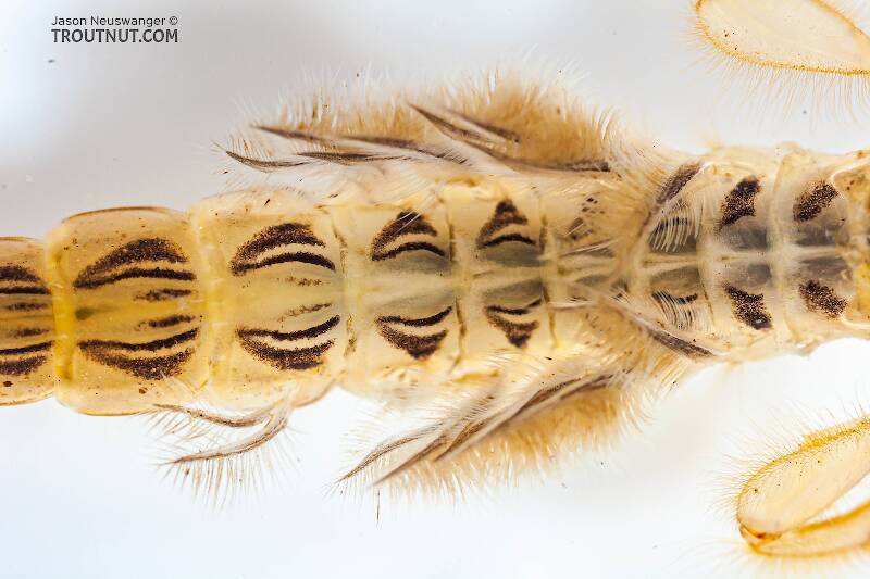 Ephemera varia (Ephemeridae) (Yellow Drake) Mayfly Nymph from Fall Creek in New York