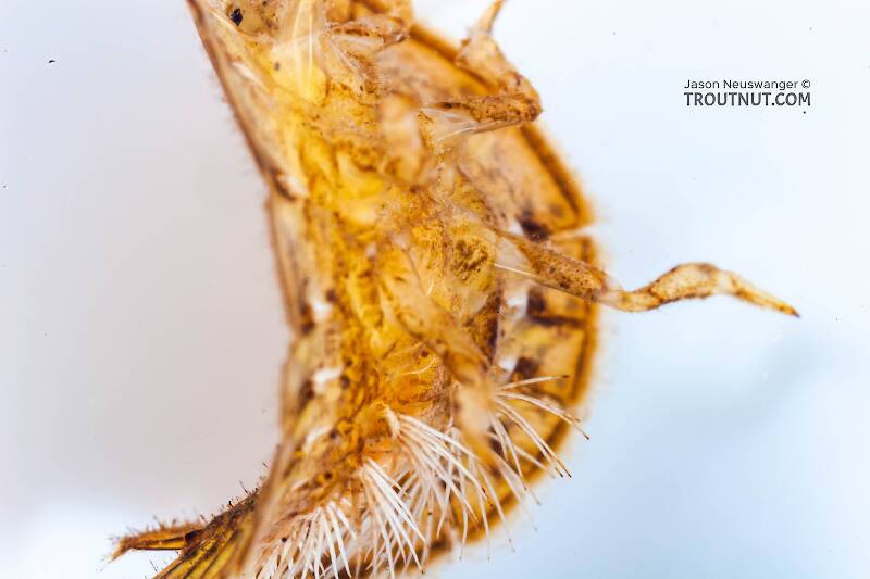 Psephenus (Psephenidae) (Water Penny) Beetle Larva from Fall Creek in New York