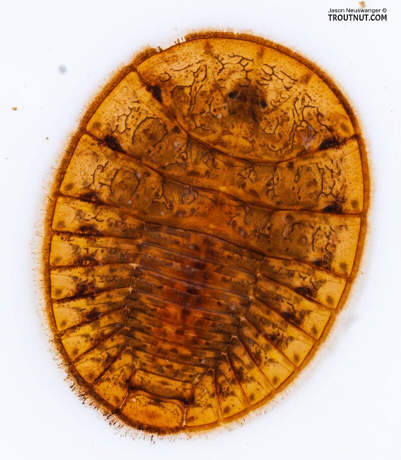 Dorsal view of a Psephenus (Psephenidae) (Water Penny) Beetle Larva from Fall Creek in New York