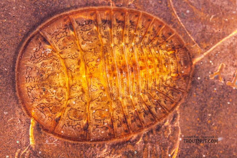 Here's a "water penny" (a Psephenidae beetle larva) crawling around on a real penny.

Artistic view of a Psephenus (Psephenidae) (Water Penny) Beetle Larva from Fall Creek in New York