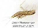 Caenis (Caenidae) (Angler's Curse) Mayfly Nymph from unknown in Wisconsin