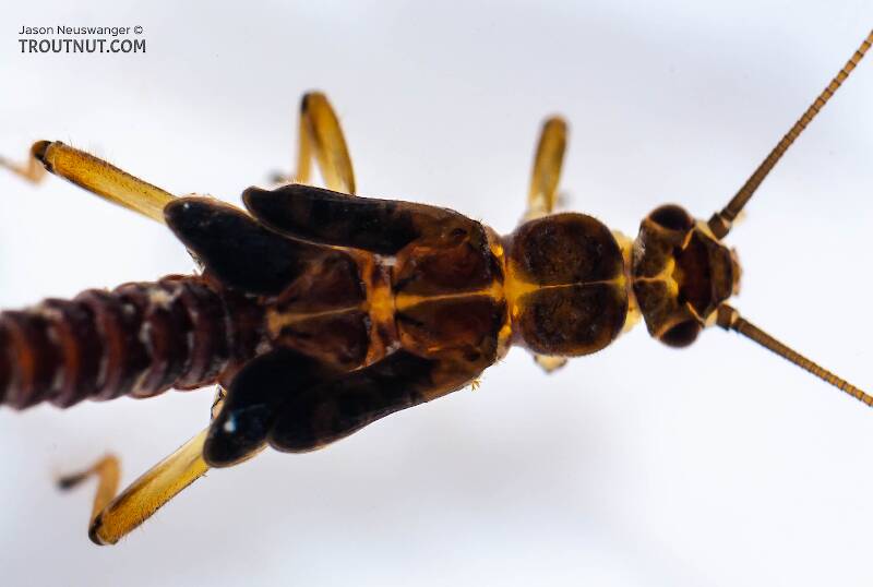 Prostoia (Nemouridae) (Tiny Winter Black) Stonefly Nymph from Salmon Creek in New York