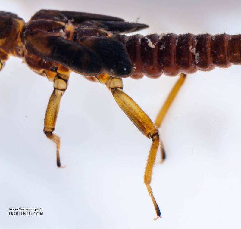 Prostoia (Nemouridae) (Tiny Winter Black) Stonefly Nymph from Salmon Creek in New York