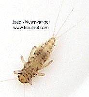 Caenis (Caenidae) (Angler's Curse) Mayfly Nymph from unknown in Wisconsin