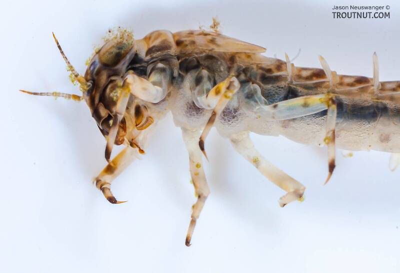 Ameletus ludens (Ameletidae) (Brown Dun) Mayfly Nymph from Salmon Creek in New York