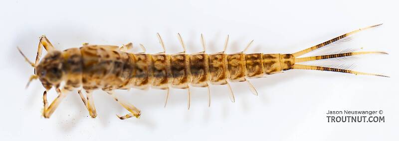 Dorsal view of a Ameletus ludens (Ameletidae) (Brown Dun) Mayfly Nymph from Salmon Creek in New York