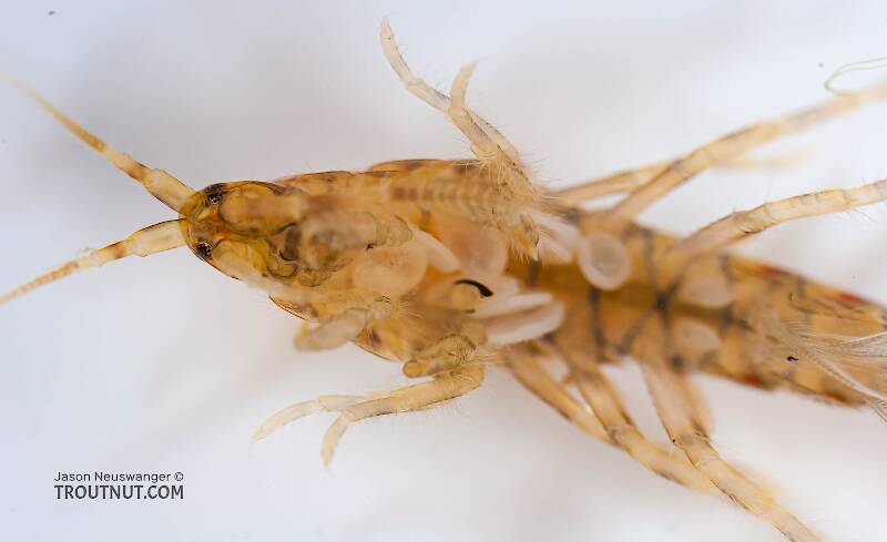 Amphipoda (Scud) Arthropod Adult from Salmon Creek in New York