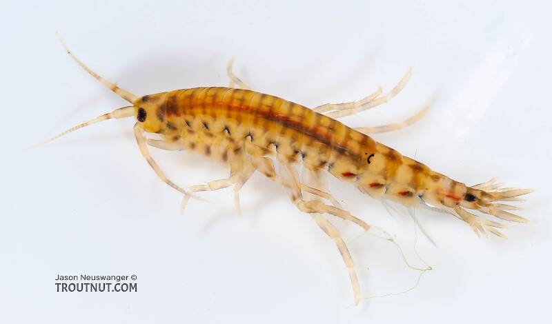 A freshwater amphipod (scud). Tiny crustacean common to many freshwater environments

Dorsal view of a Amphipoda (Scud) Arthropod Adult from Salmon Creek in New York