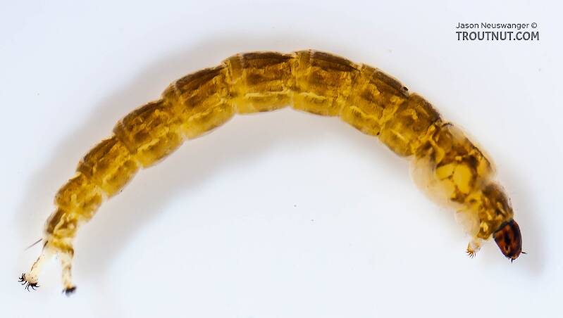 Lateral view of a Chironomidae (Midge) True Fly Larva from Salmon Creek in New York