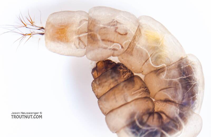 Hexatoma (Limoniidae) True Fly Larva from Salmon Creek in New York