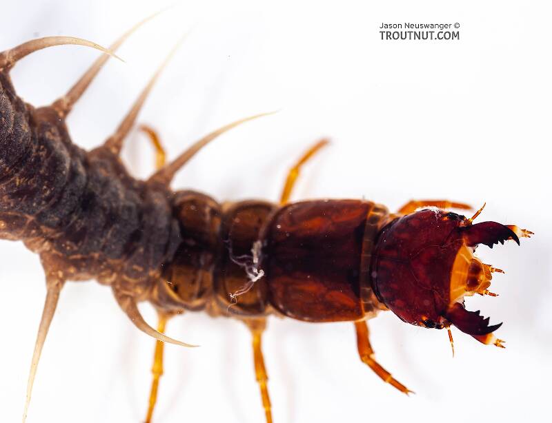 A fishfly larva. This fishfly (genus Nigonia) is closely related in appearance to Hellgrammites

Artistic view of a Nigronia serricornis (Corydalidae) (Fishfly) Hellgrammite Larva from Salmon Creek in New York