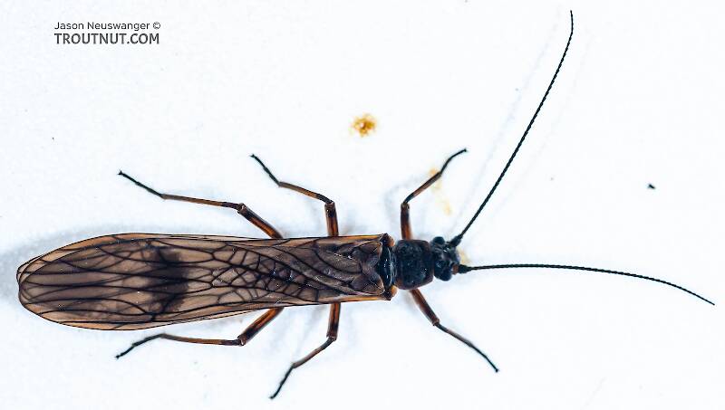 Dorsal view of a Taeniopterygidae (Willowfly) Stonefly Adult from Salmon Creek in New York