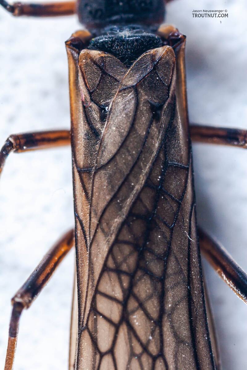 Taeniopterygidae (Willowfly) Stonefly Adult from Salmon Creek in New York