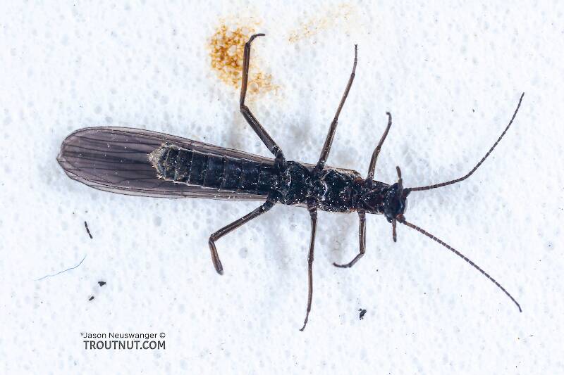 Ventral view of a Capniidae (Snowfly) Stonefly Adult from Salmon Creek in New York