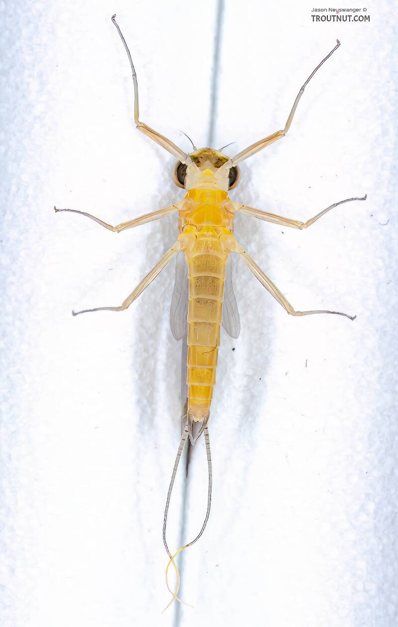 Ventral view of a Male Afghanurus inconspicua (Heptageniidae) Mayfly Dun from the East Branch of the Delaware River in New York