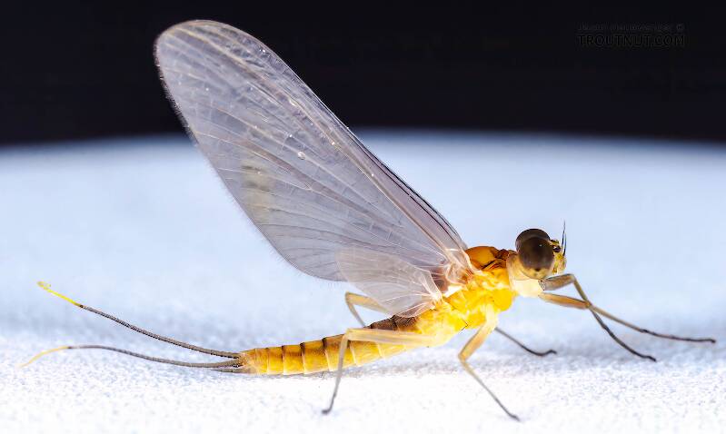 Lateral view of a Male Afghanurus inconspicua (Heptageniidae) Mayfly Dun from the East Branch of the Delaware River in New York