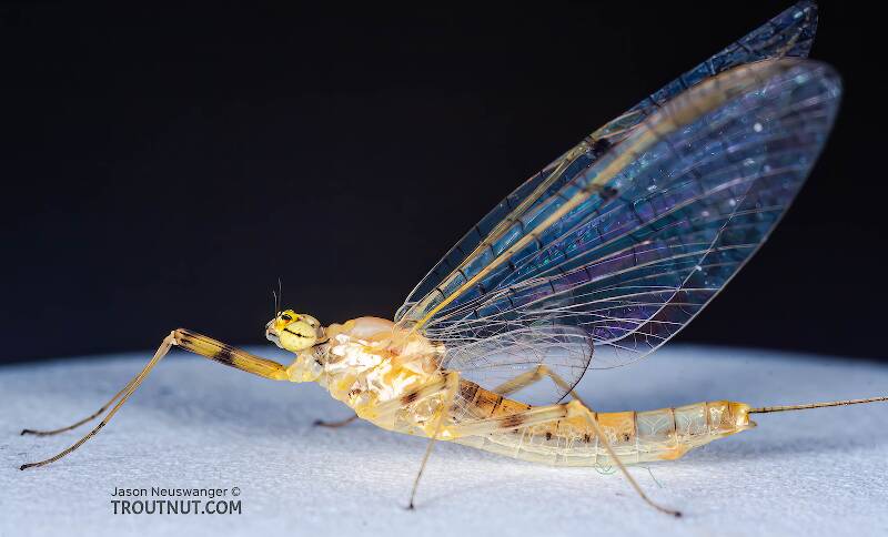 Lateral view of a Female Stenacron (Heptageniidae) (Light Cahill) Mayfly Spinner from the East Branch of the Delaware River in New York