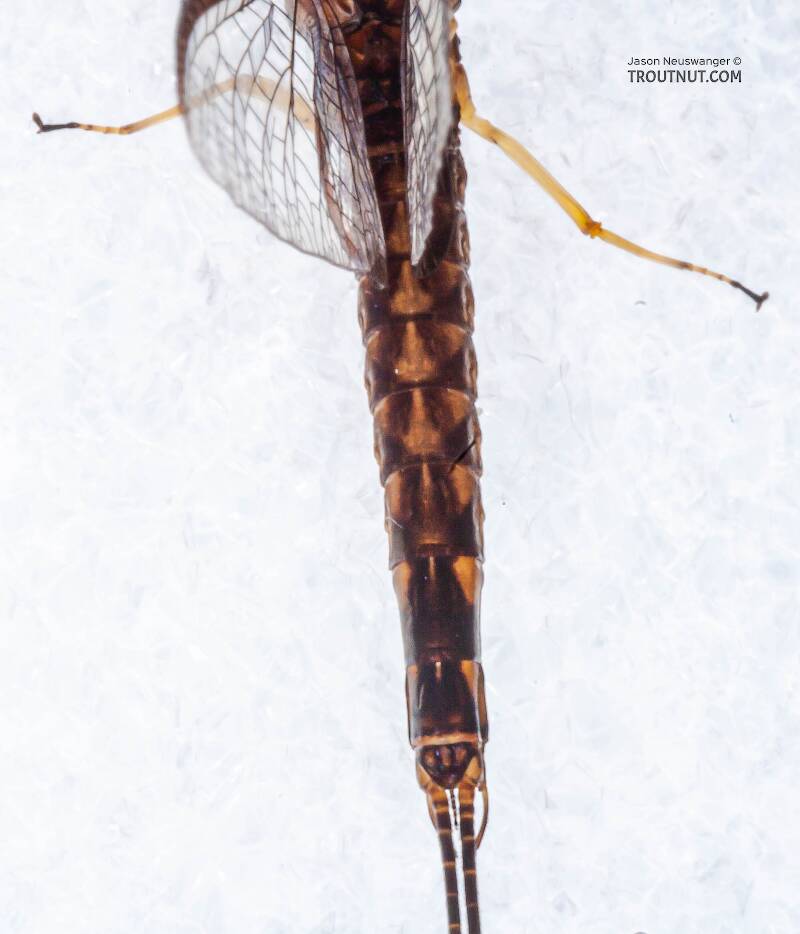 Dorsal view of a Male Hexagenia atrocaudata (Ephemeridae) (Late Hex) Mayfly Spinner from the Namekagon River in Wisconsin