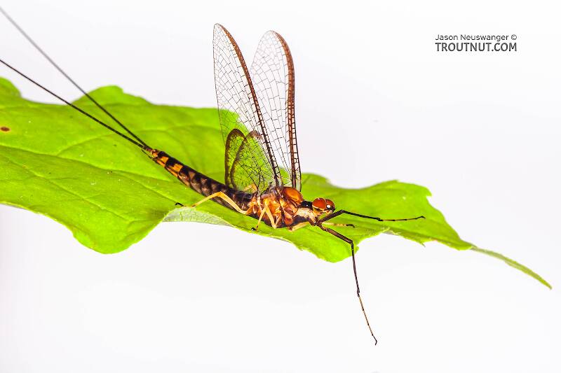 Artistic view of a Male Hexagenia atrocaudata (Ephemeridae) (Late Hex) Mayfly Spinner from the Namekagon River in Wisconsin