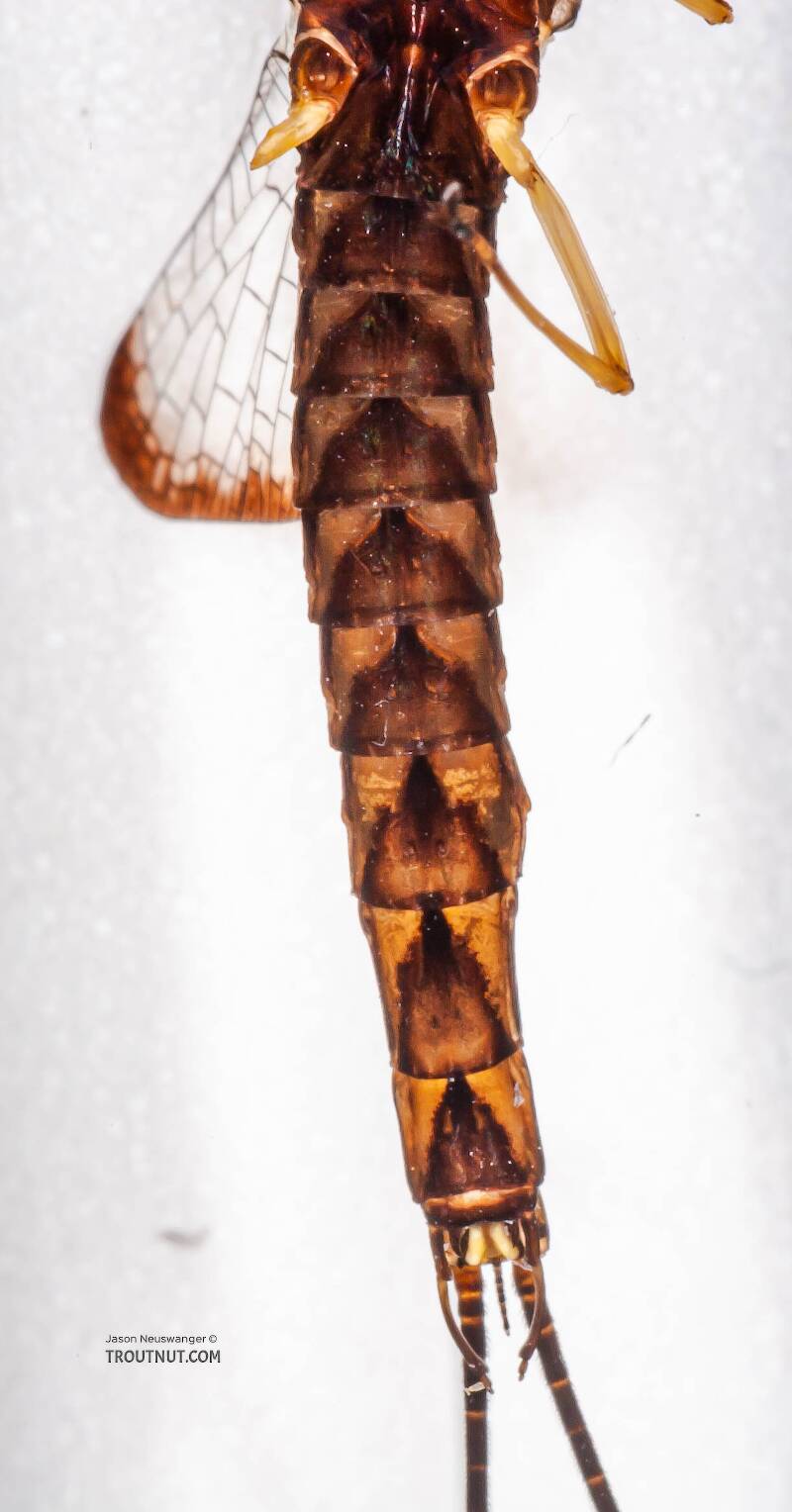 Ventral view of a Male Hexagenia atrocaudata (Ephemeridae) (Late Hex) Mayfly Spinner from the Namekagon River in Wisconsin