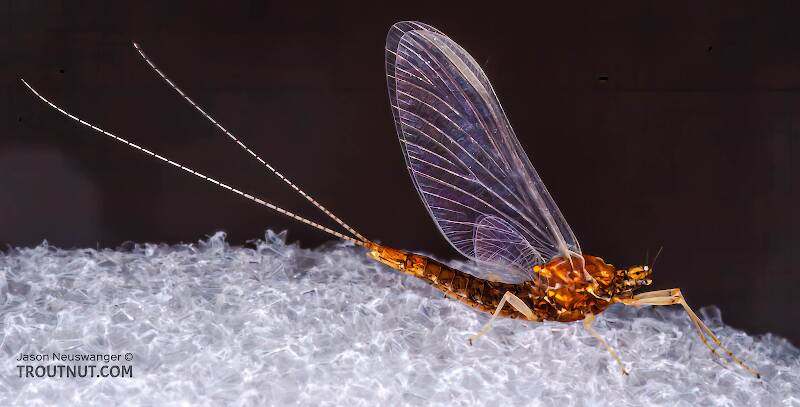 Lateral view of a Female Eurylophella (Ephemerellidae) (Chocolate Dun) Mayfly Spinner from the West Fork of the Chippewa River in Wisconsin